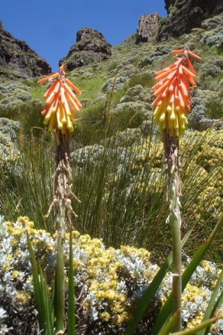 Kniphofia ritualis 